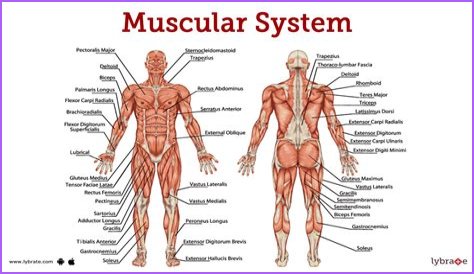 Exploring The World Of The Muscular Femboy